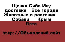 Щенки Сиба Ину доставка - Все города Животные и растения » Собаки   . Крым,Ялта